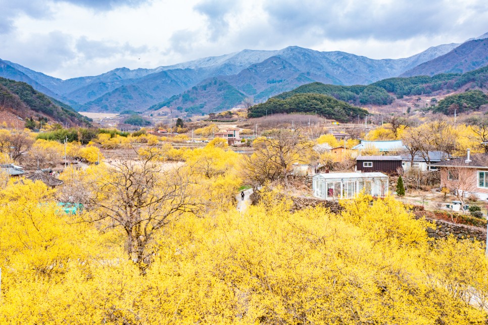 [2024 봄꽃 축제] 구례 산수유 축제 일정과 안내 구례 산수유 마을 사진 명소