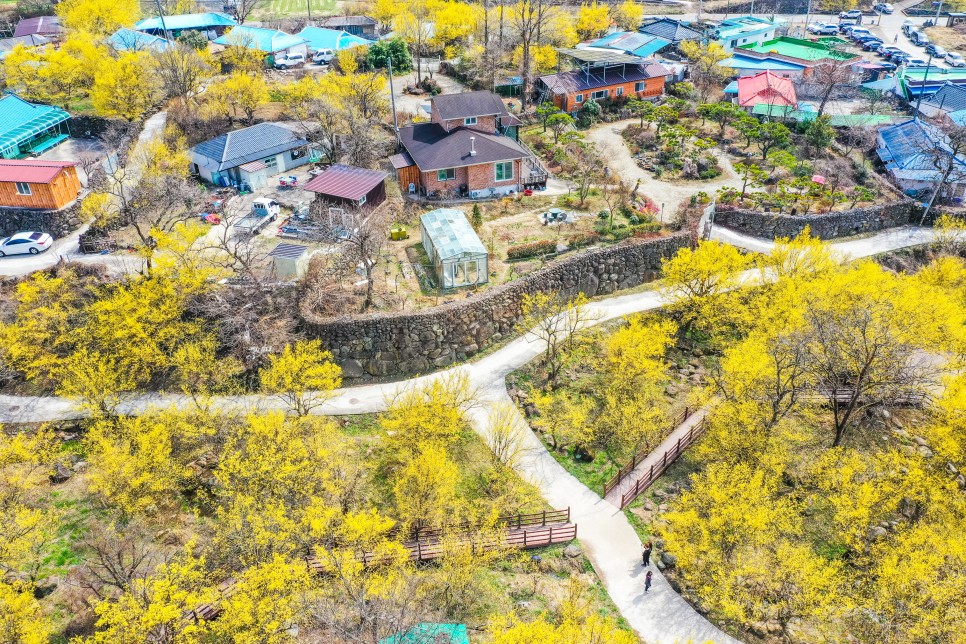 [2024 봄꽃 축제] 구례 산수유 축제 일정과 안내 구례 산수유 마을 사진 명소