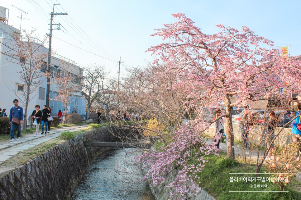 일본 포켓와이파이 도시락 할인 3월 오사카 날씨 벚꽃 개화시기