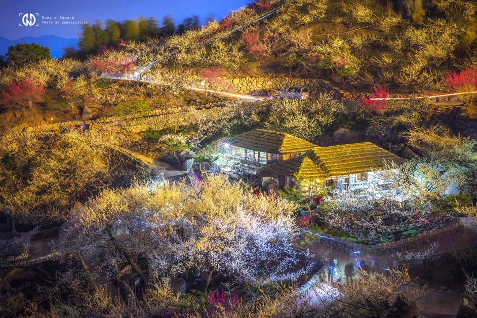 [3월 사진 출사지] 광양 매화 마을 아름다운 일출 풍경