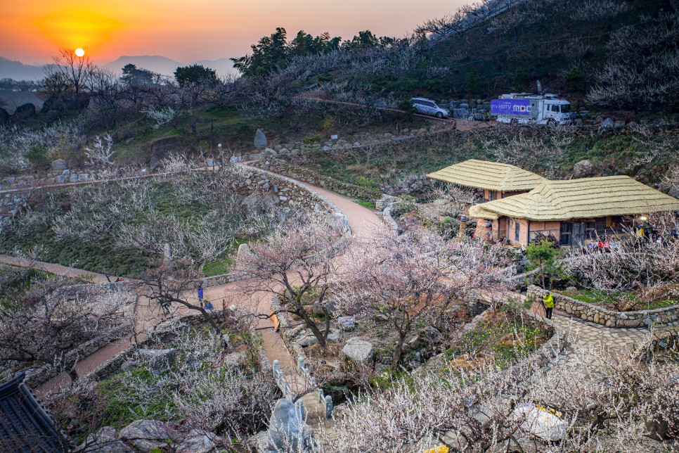 [3월 사진 출사지] 광양 매화 마을 아름다운 일출 풍경