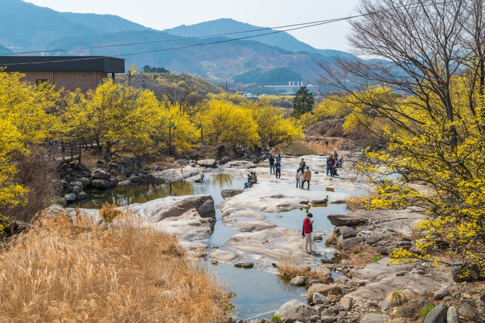 [2024 봄꽃 축제] 구례 산수유 축제 일정과 안내 구례 산수유 마을 사진 명소