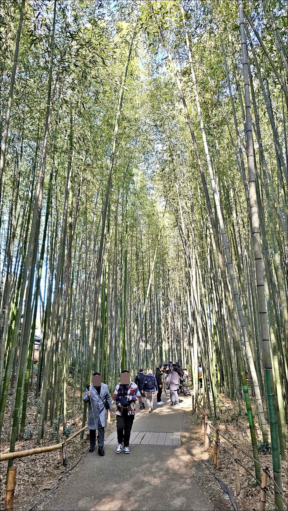 교토 여행 추천 아라시야마 치쿠린 대나무숲 교토 당일치기 일본 겨울여행!