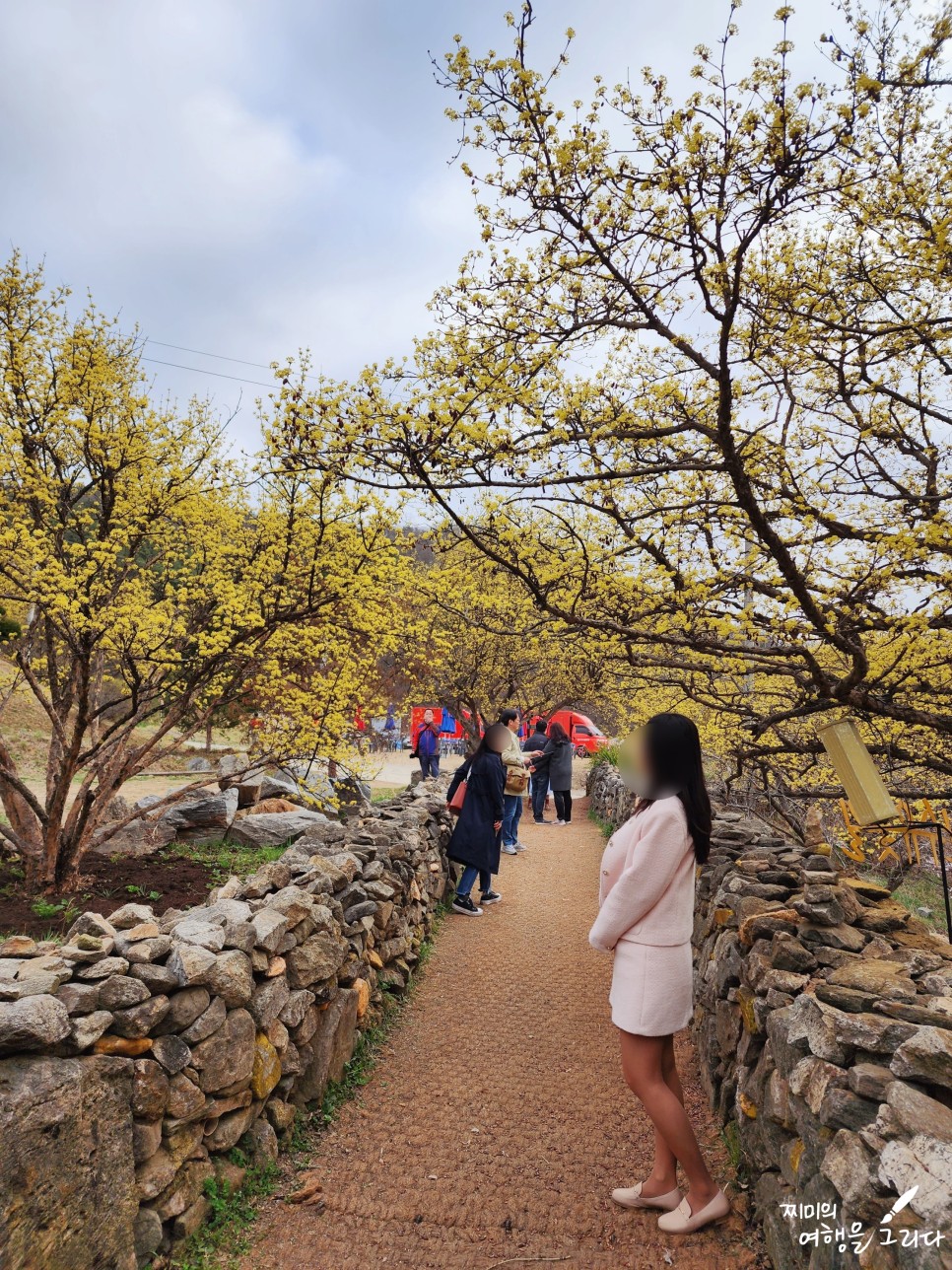 이천 산수유마을 산수유축제 3월 가볼만한곳 봄꽃 구경 개화시기 기본정보