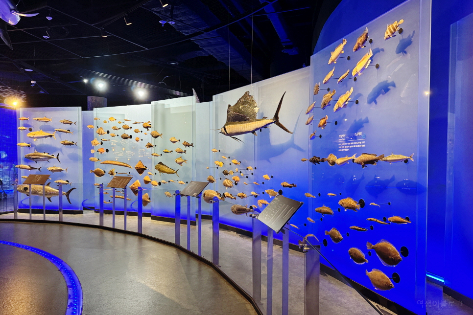 충남 서천 가볼만한곳 나들이 국립해양생물자원관 서천 씨큐리움 해양박물관