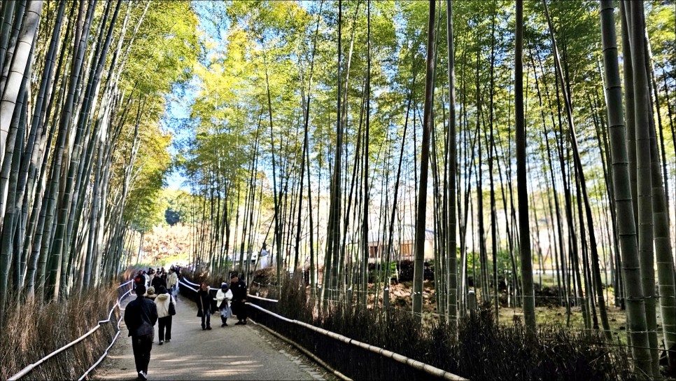 교토 여행 추천 아라시야마 치쿠린 대나무숲 교토 당일치기 일본 겨울여행!