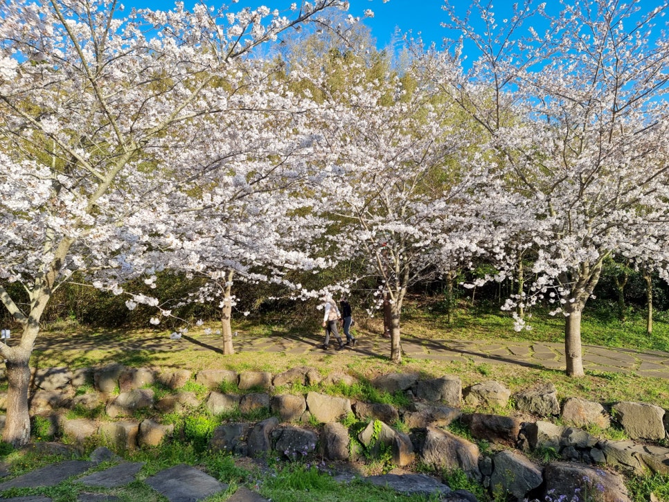 제주도 벚꽃 명소 개화시기 봄나들이 3월 제주 봄여행