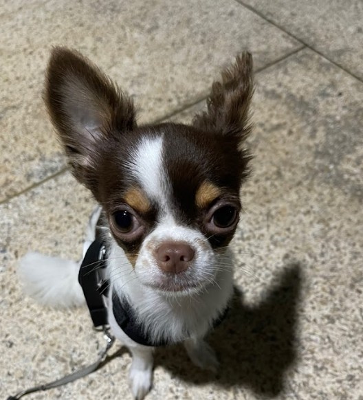 반려동물 직업, 꼭 남들이 하는 직업만 가져야할까요?