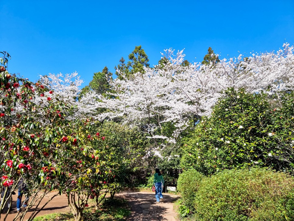 제주도 벚꽃 명소 개화시기 봄나들이 3월 제주 봄여행