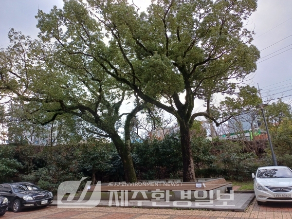 제주자연문화재돌봄센터, ‘삼도동 녹나무’ 문화재돌봄 활동