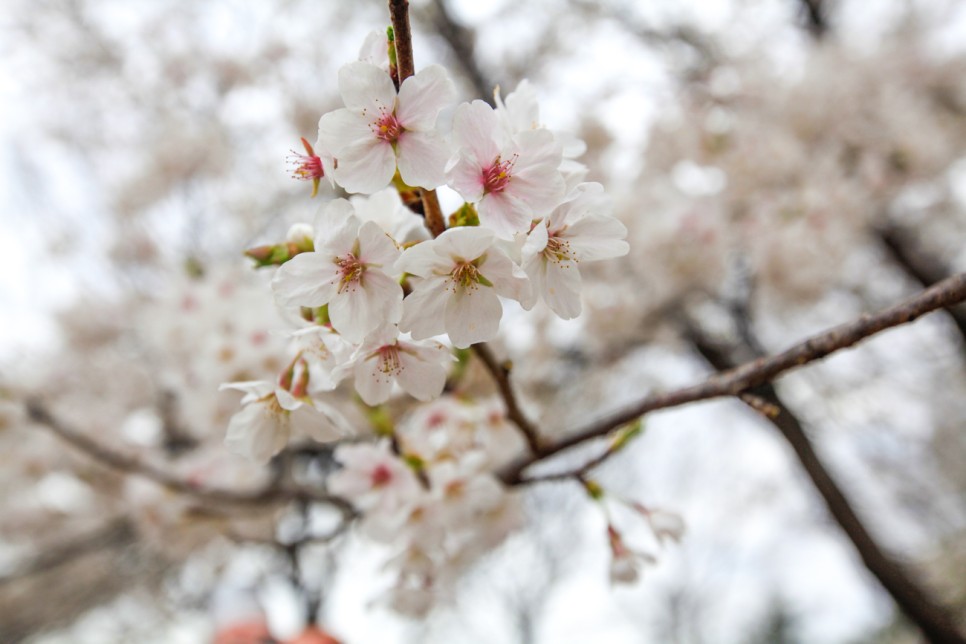 대구 이월드 연간이용권 자유이용권 할인 벚꽃축제 블라썸 피크닉 정보