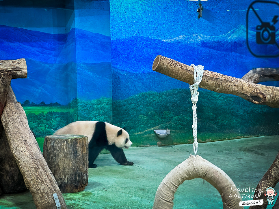 타이베이 가볼만한곳 시립동물원 대만 판다는 중국 안감?