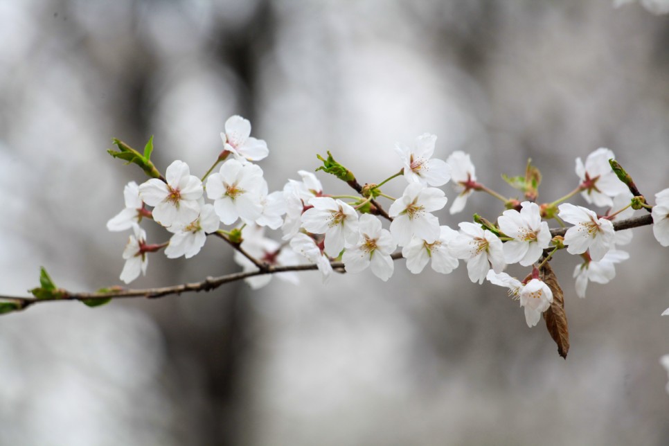 대구 이월드 연간이용권 자유이용권 할인 벚꽃축제 블라썸 피크닉 정보