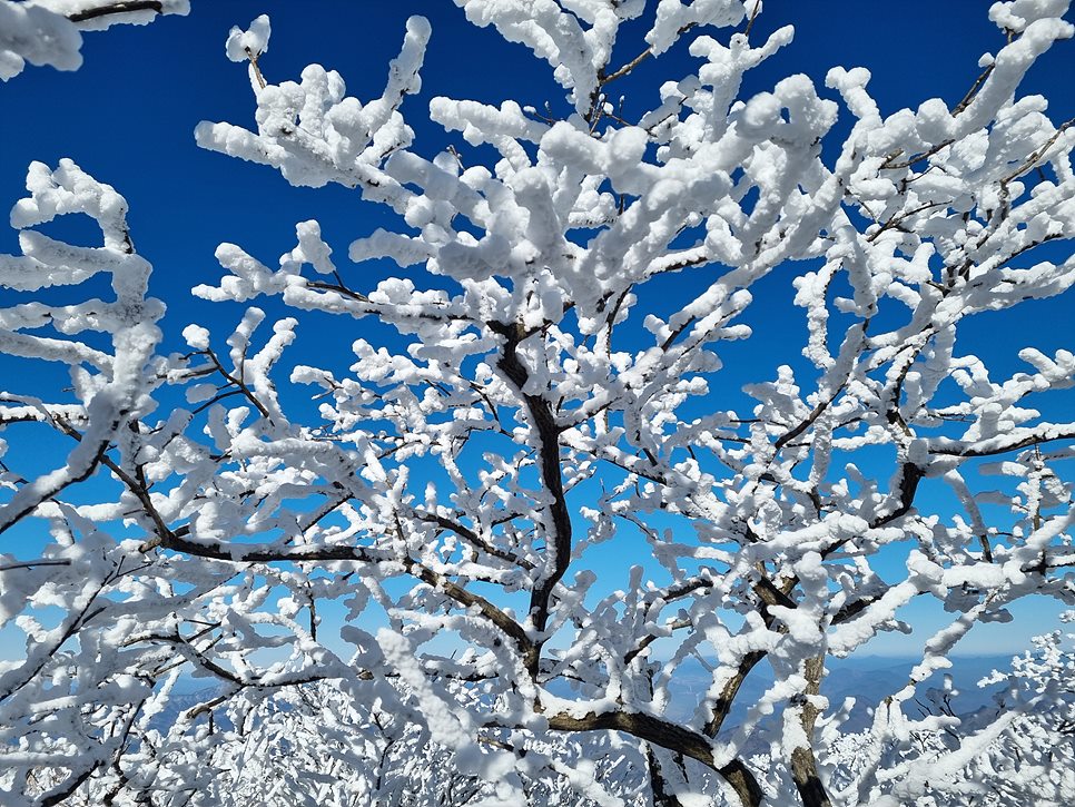 [소백산국립공원] 소백산 연화봉, 서리꽃이 피어 있는 겨울왕국을 찾아서