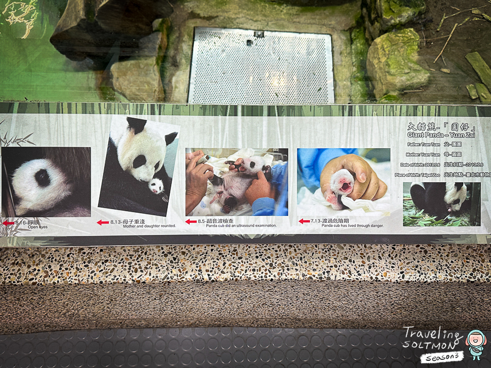 타이베이 가볼만한곳 시립동물원 대만 판다는 중국 안감?