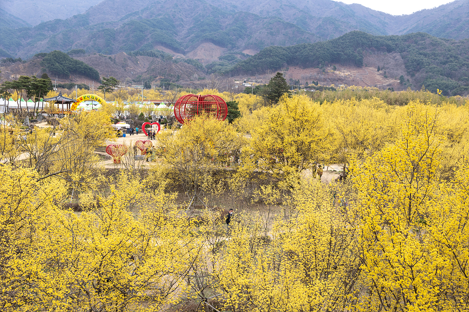 전남 광양 매화마을 광양 매화축제 개화 주차장 구례 산수유마을 당일치기 여행