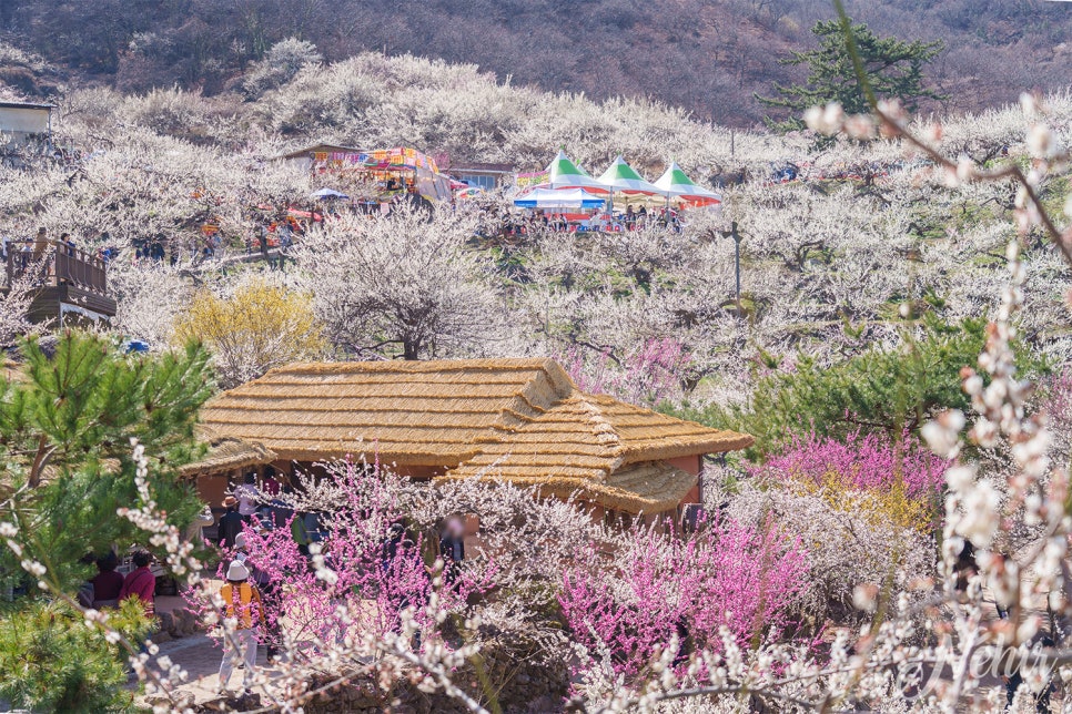 광양 매화축제 개화 시기 광양 매화마을 꽃구경
