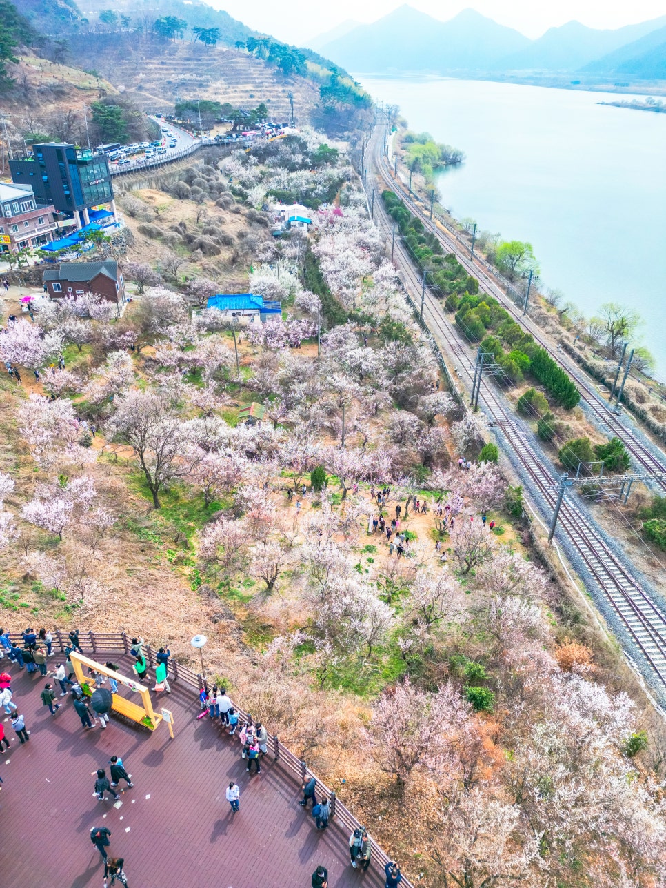 [3월 국내여행] 양산 원동 순매원 매화 축제 개화 소식과 일출 풍경
