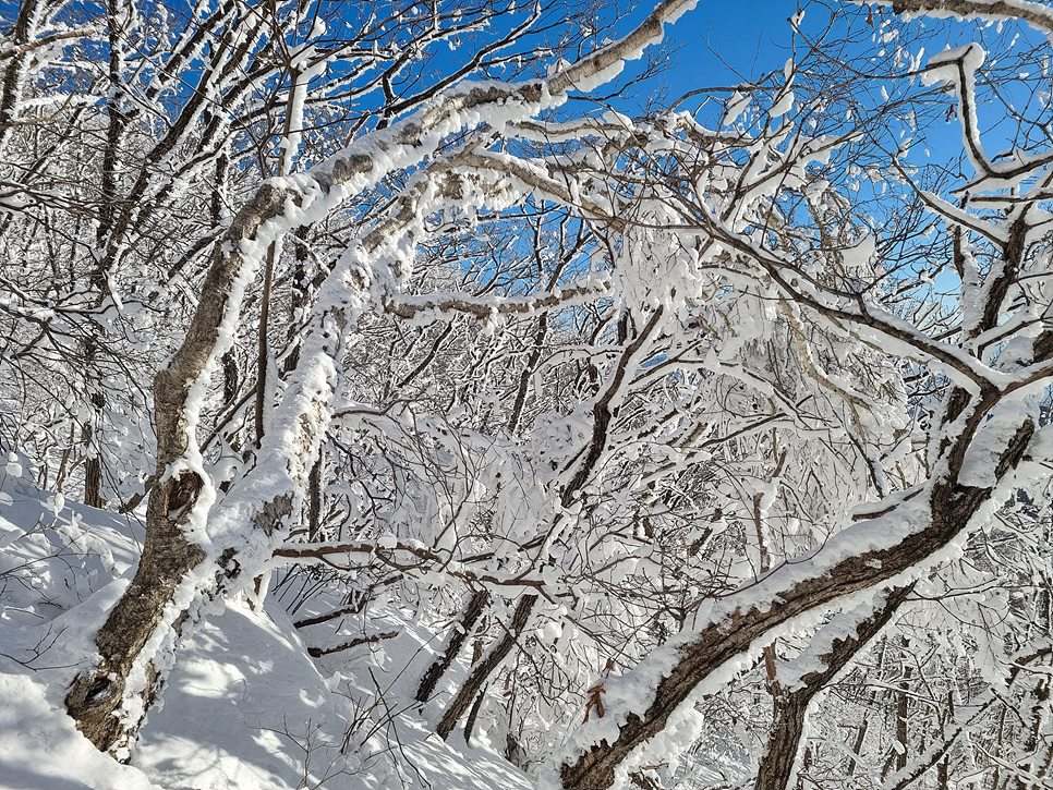 [소백산국립공원] 소백산 연화봉, 서리꽃이 피어 있는 겨울왕국을 찾아서