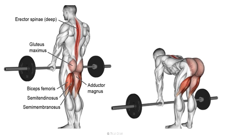 데드리프트 효과 스티프 루마니안 허벅지 뒷근육 햄스트링 HAMSTRING 스트레칭 척추 기립근 여자 운동 루틴