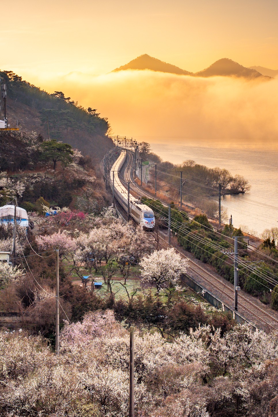 [3월 국내여행] 양산 원동 순매원 매화 축제 개화 소식과 일출 풍경