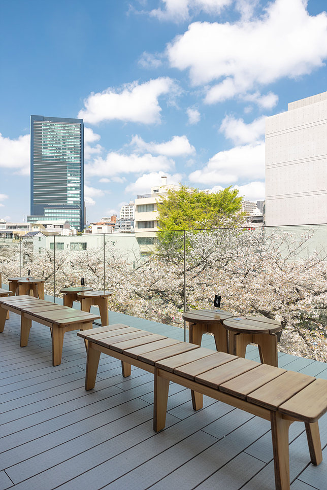 도쿄여행 3월 도쿄 가볼만한곳 나카메구로 벚꽃 스타벅스 예약 방법