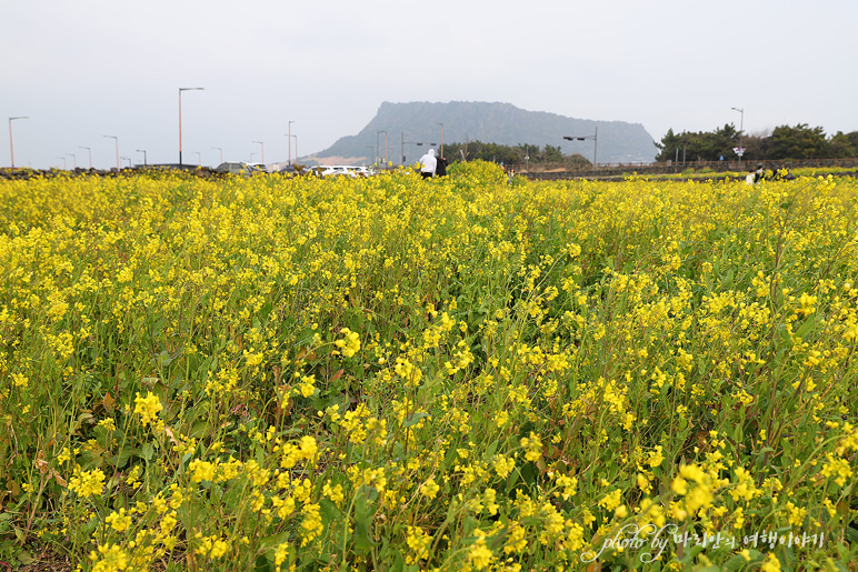 제주도 카페 성산일출봉 뷰 동쪽 제주 카페