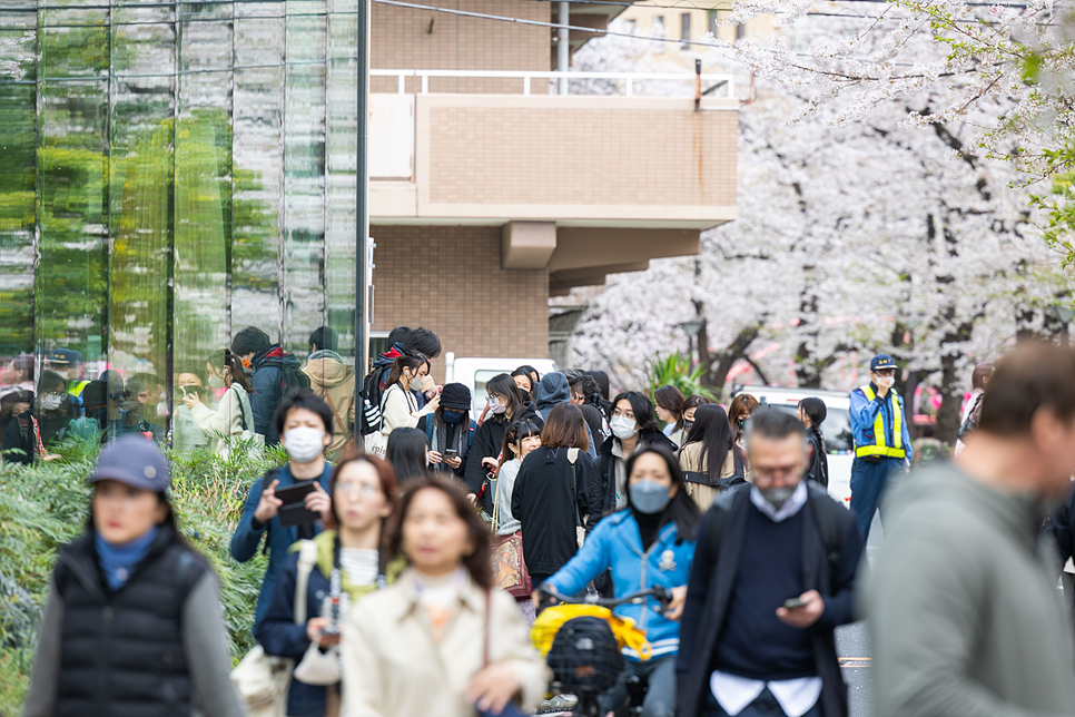도쿄여행 3월 도쿄 가볼만한곳 나카메구로 벚꽃 스타벅스 예약 방법