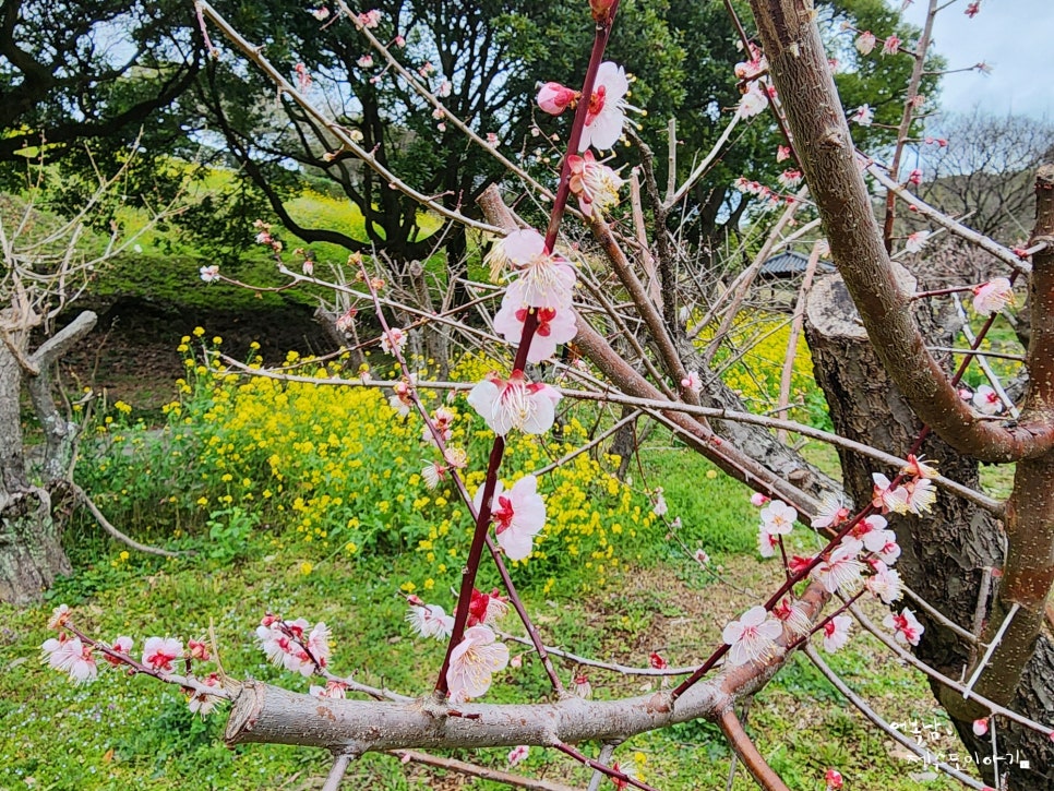 제주 매화 봄꽃 구경 서귀포 걸매생태공원 3월 매화꽃 개화상태