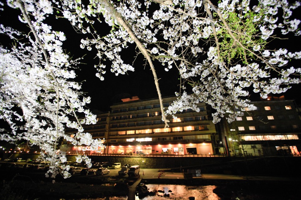 2024 일본 벚꽃 개화시기 도쿄 오사카 교토 소도시 포함 벚꽃명소