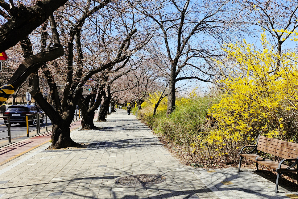 2024 서울 벚꽃 명소 벚꽃 개화시기 미리보는 벚꽃 여행 서울 봄 나들이