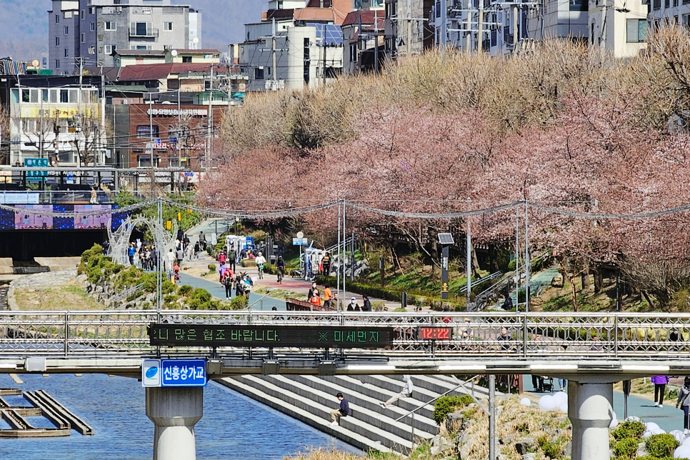 2024 서울 벚꽃 명소 벚꽃 개화시기 미리보는 벚꽃 여행 서울 봄 나들이