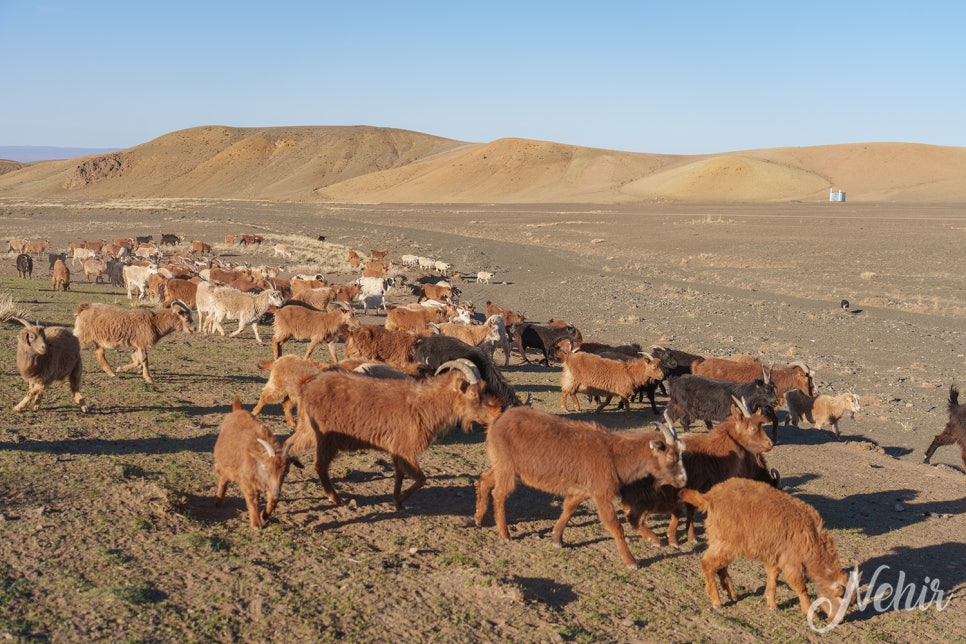 몽골 여행 쳉헤르온천 몽골 투어 가이드