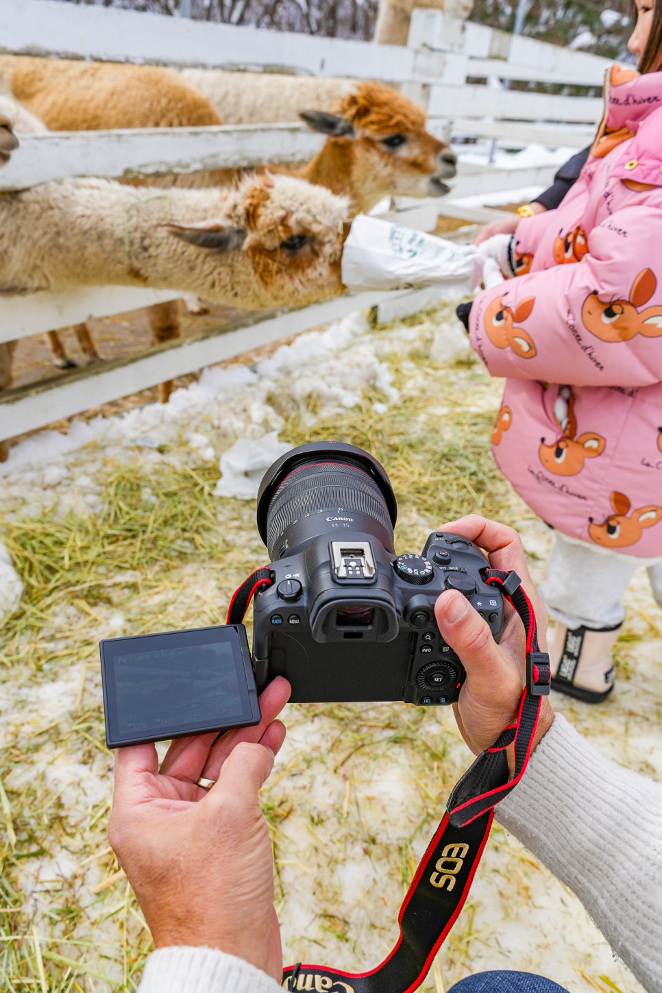 캐논 풀프레임 미러리스 카메라 EOS R6 Mark2 와 함께한 가평 겨울여행