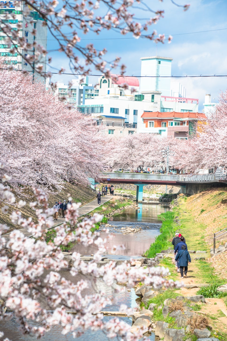 [3월 봄꽃 여행지] 3월 가볼 만한 대한민국 여행지 총정리 : 매화부터 목련 그리고 벚꽃까지