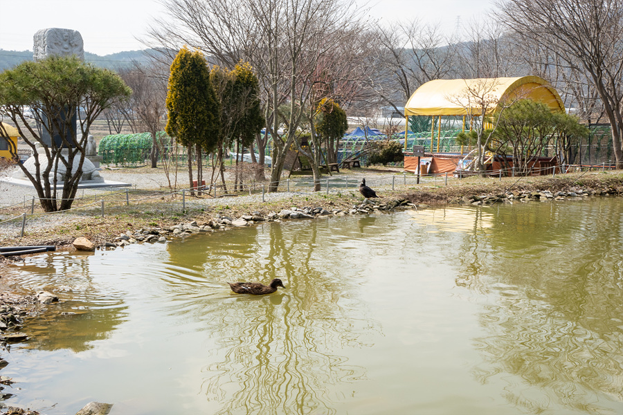 충남 서산 명소 유기방 가옥 수선화 축제 간월도 간월암 서산 놀거리