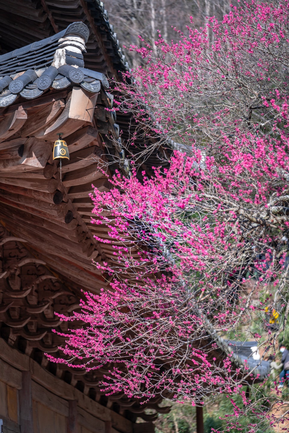 [3월 봄꽃 여행지] 3월 가볼 만한 대한민국 여행지 총정리 : 매화부터 목련 그리고 벚꽃까지