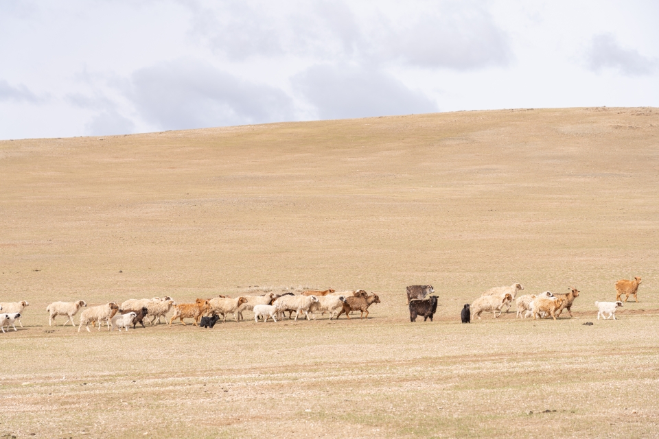 몽골여행 총정리 : 게르 푸르공 음식 투어 동행까지