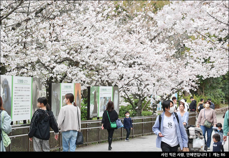 일본 오사카 벚꽃 명소 오사카 가족여행 오사카 덴노지 동물원