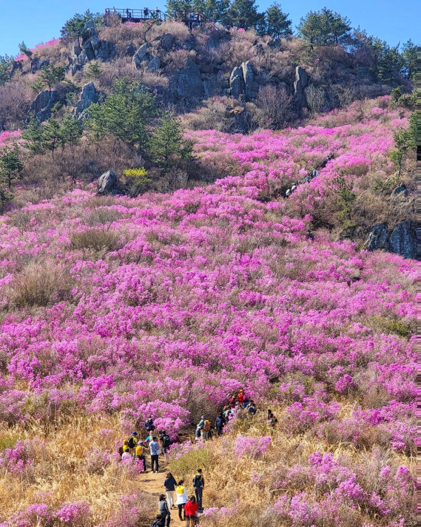 4월 봄 트레킹 여행 추천, 분홍빛 진달래 명소 4
