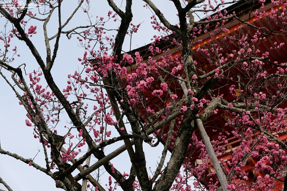 오사카 자유 여행 교토 여행 코스 당일치기 청수사 기요미즈데라 봄