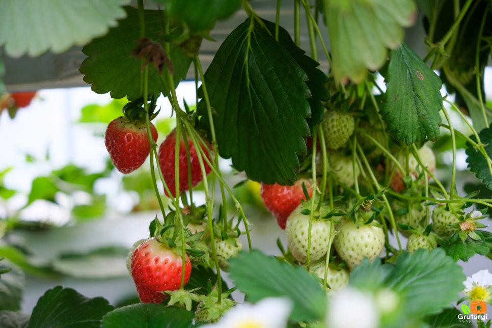 양수리 딸기농장체험 무한시식 양평 딸기체험