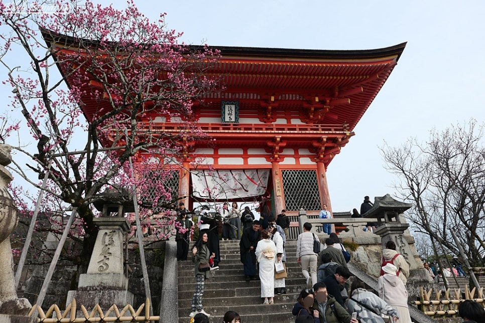 오사카 자유 여행 교토 여행 코스 당일치기 청수사 기요미즈데라 봄