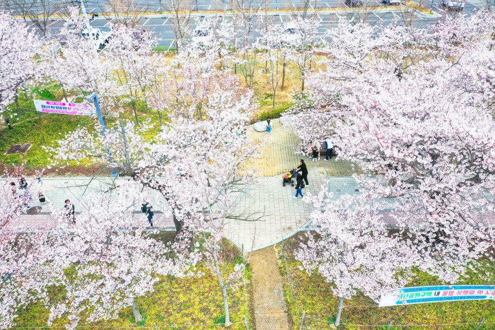 2024년 벚꽃 개화시기와 우리나라 벚꽃 추천 명소들
