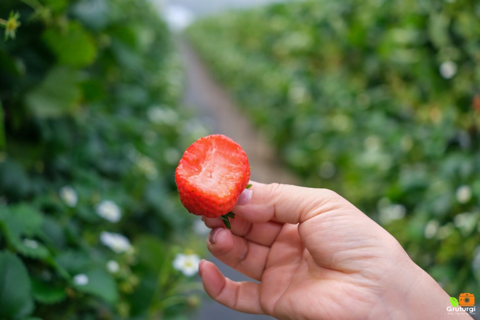양수리 딸기농장체험 무한시식 양평 딸기체험
