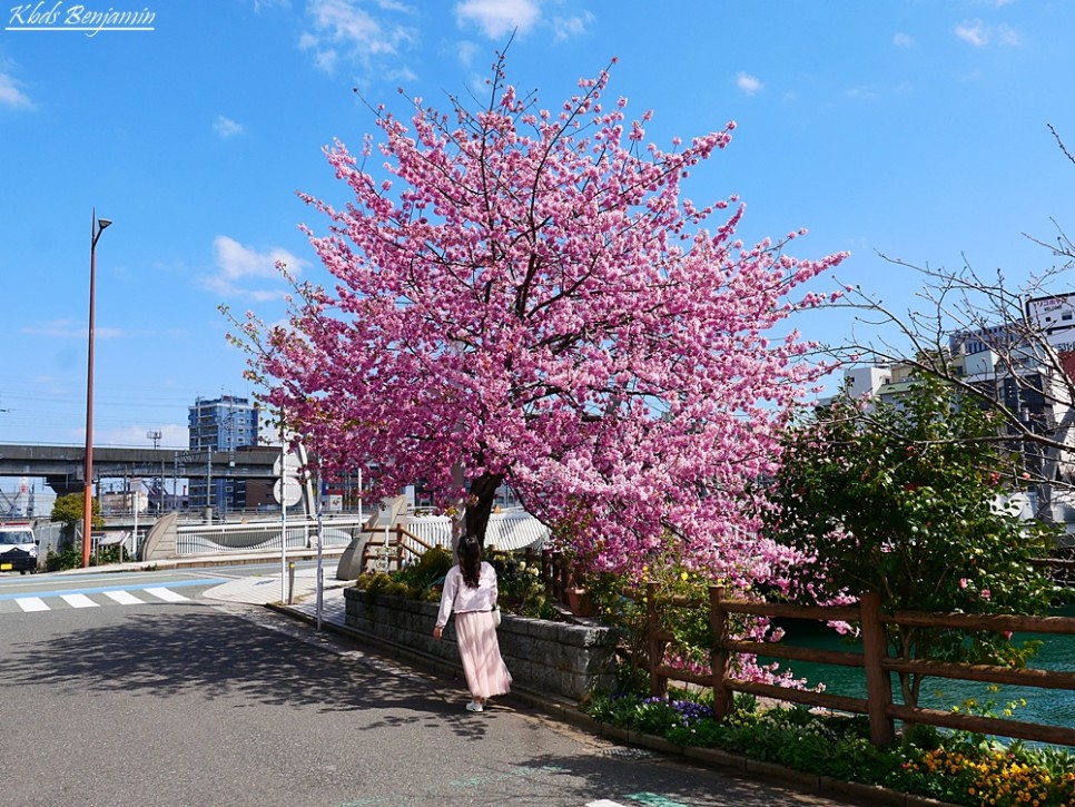 오사카 도쿄 벚꽃 후쿠오카 여행 일본 벚꽃 개화시기 2024