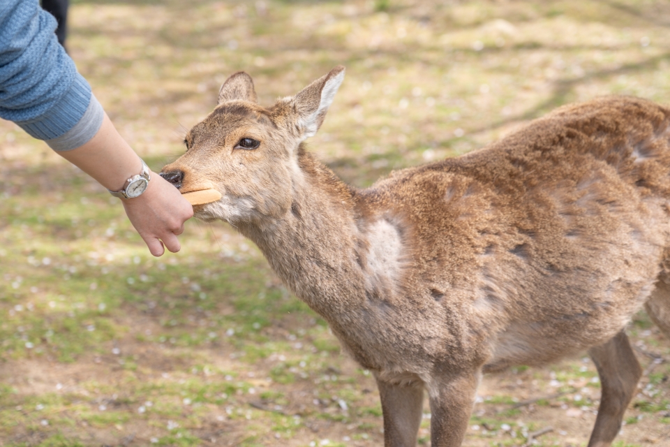 일본 여행지 추천 : 일본 유명 관광지 나라 사슴공원 동대사