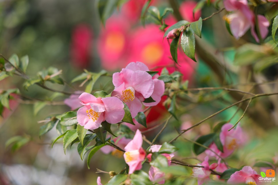 봄나들이 태안 천리포 수목원 봄꽃구경