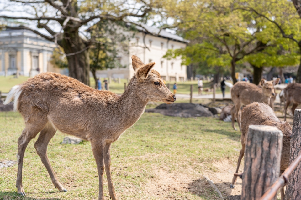 일본 여행지 추천 : 일본 유명 관광지 나라 사슴공원 동대사