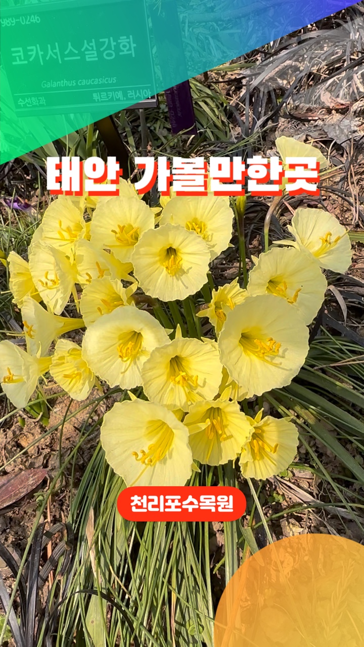 봄나들이 태안 천리포 수목원 봄꽃구경